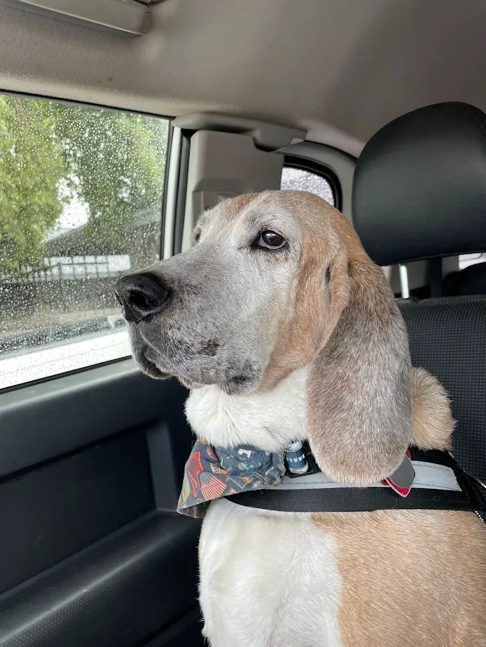 Integrative Vet Oncology 8