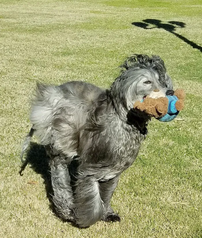 Integrative Vet Oncology 10