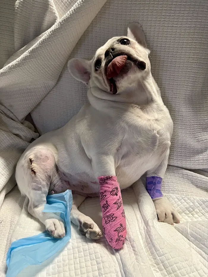 Integrative Vet Oncology 3