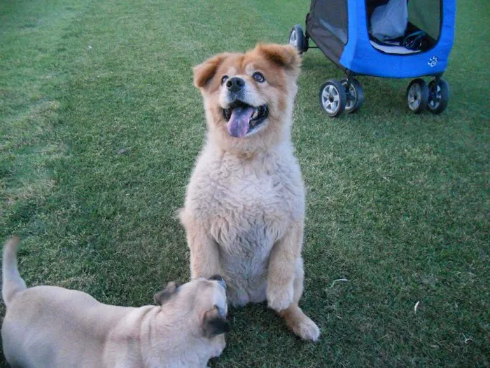 Central Phoenix Animal Hospital 12