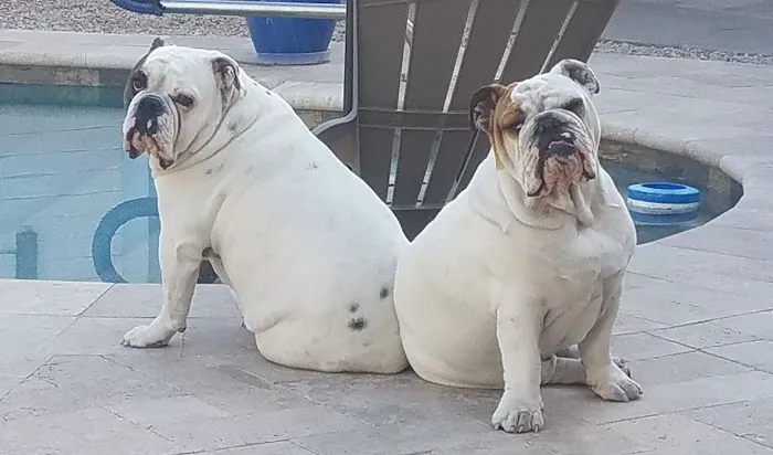 Central Phoenix Animal Hospital 12