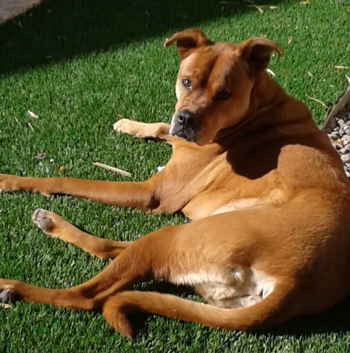Central Phoenix Animal Hospital 12