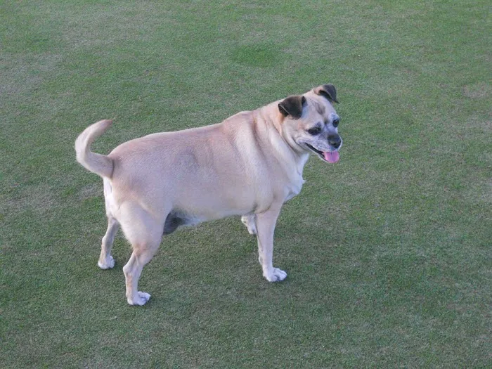Central Phoenix Animal Hospital 12