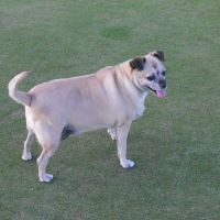 Central Phoenix Animal Hospital ico