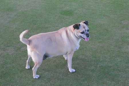 Central Phoenix Animal Hospital