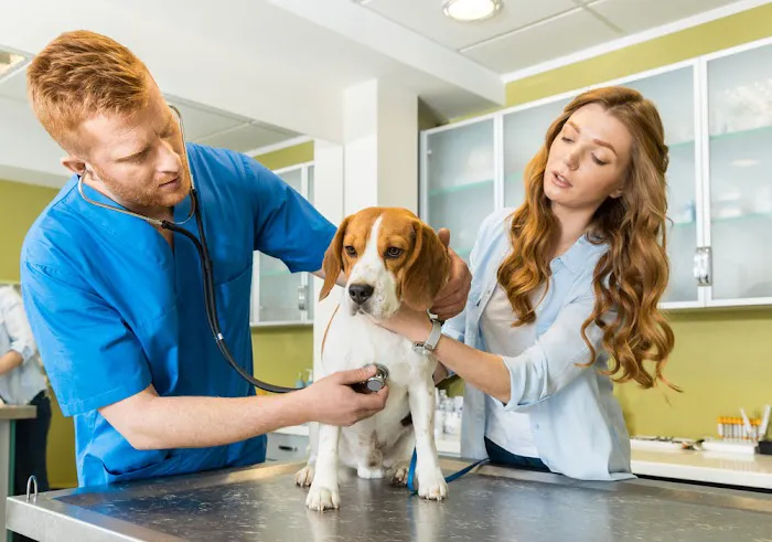 Affordable Veterinary Clinic 1