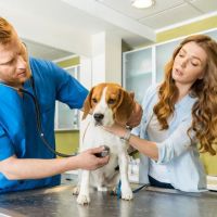 Affordable Veterinary Clinic ico