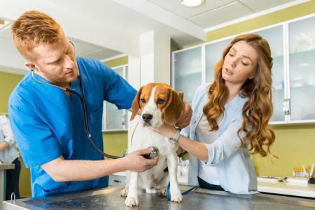 Affordable Veterinary Clinic