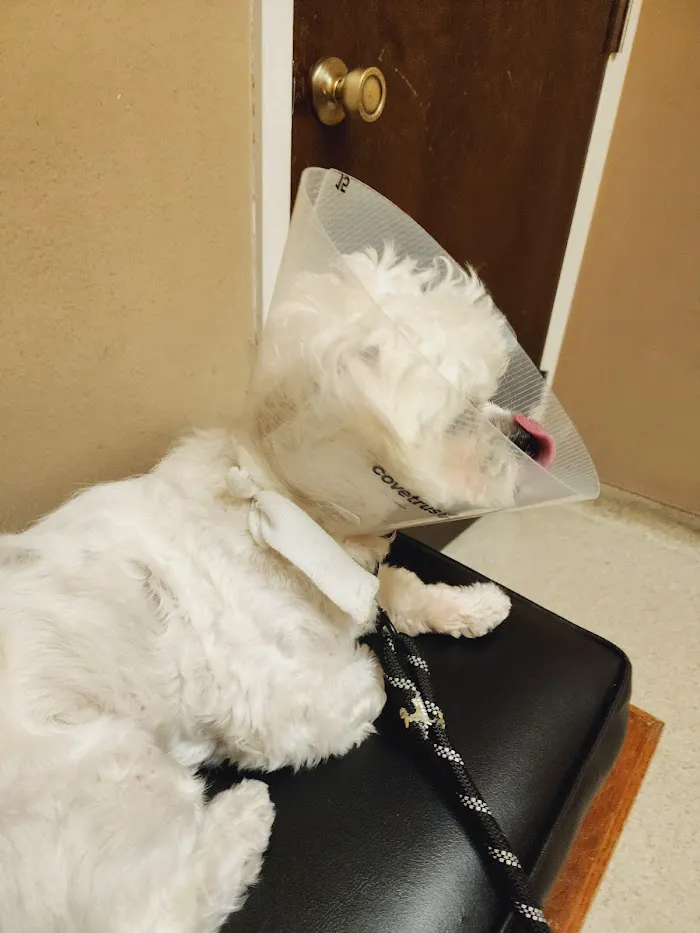 Eastside Animal Hospital 4