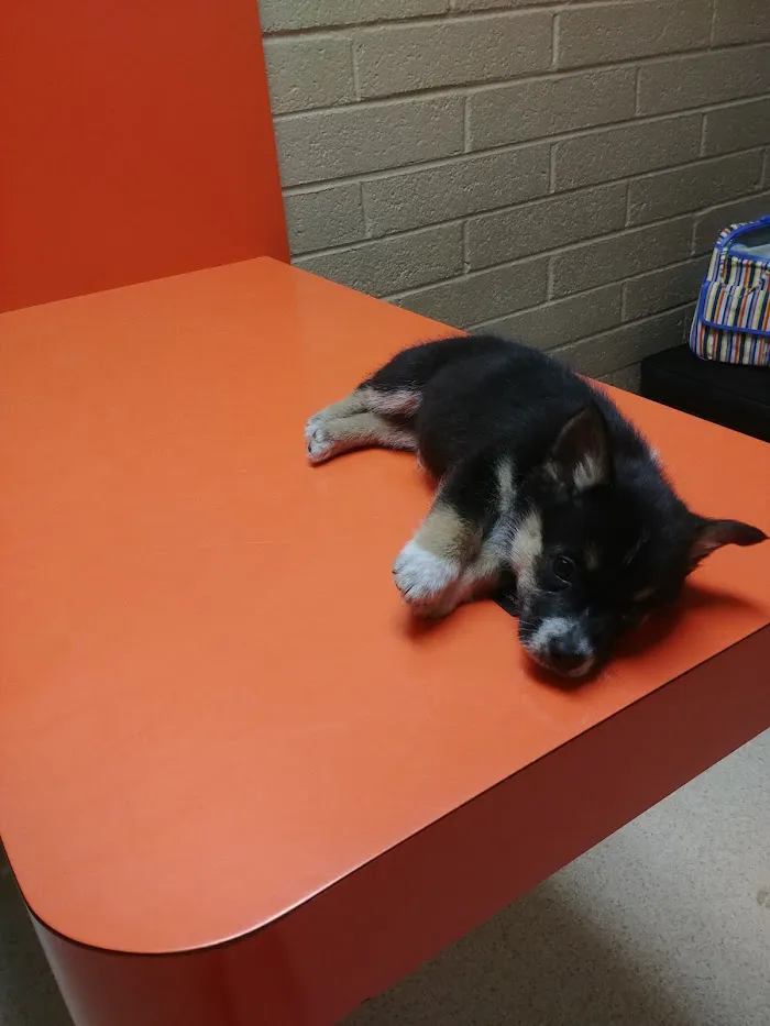 Eastside Animal Hospital 2