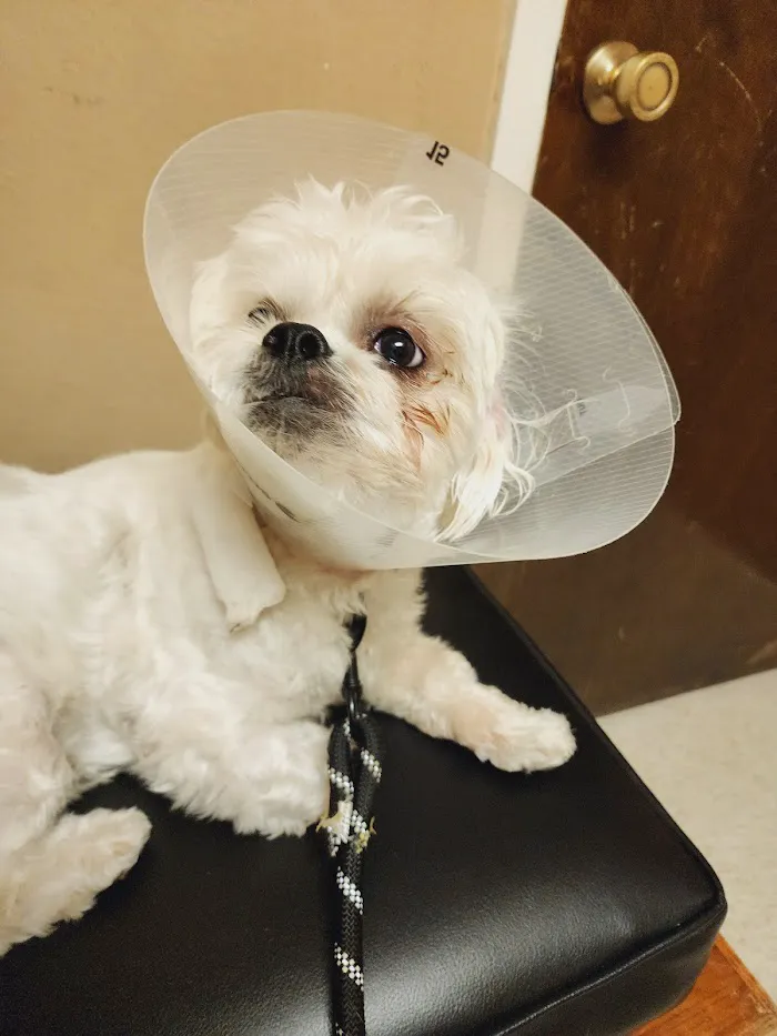 Eastside Animal Hospital 7