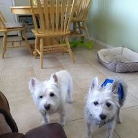 Eastside Animal Hospital ico