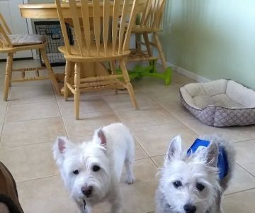 Eastside Animal Hospital