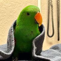 Arizona Exotic Animal Hospital (Mesa) ico