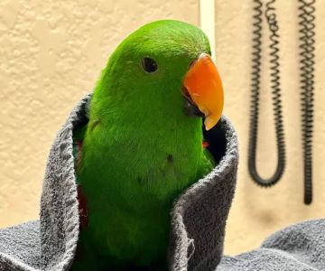 Arizona Exotic Animal Hospital (Mesa)