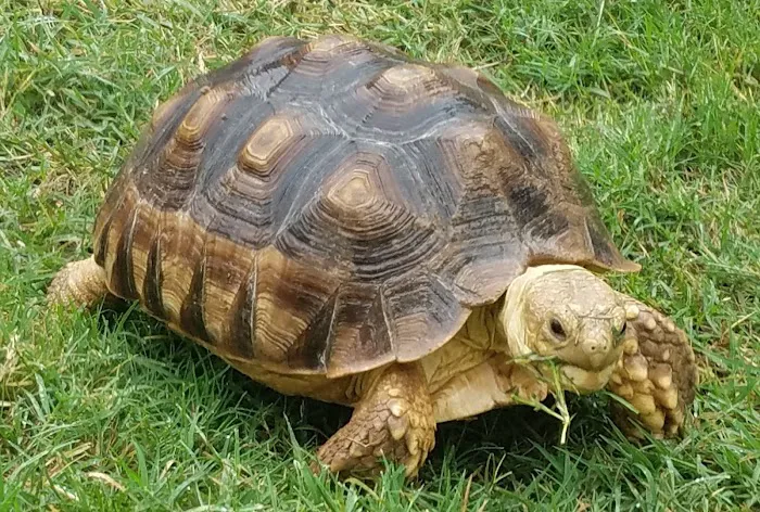 Arizona Exotic Animal Hospital (Mesa) 3