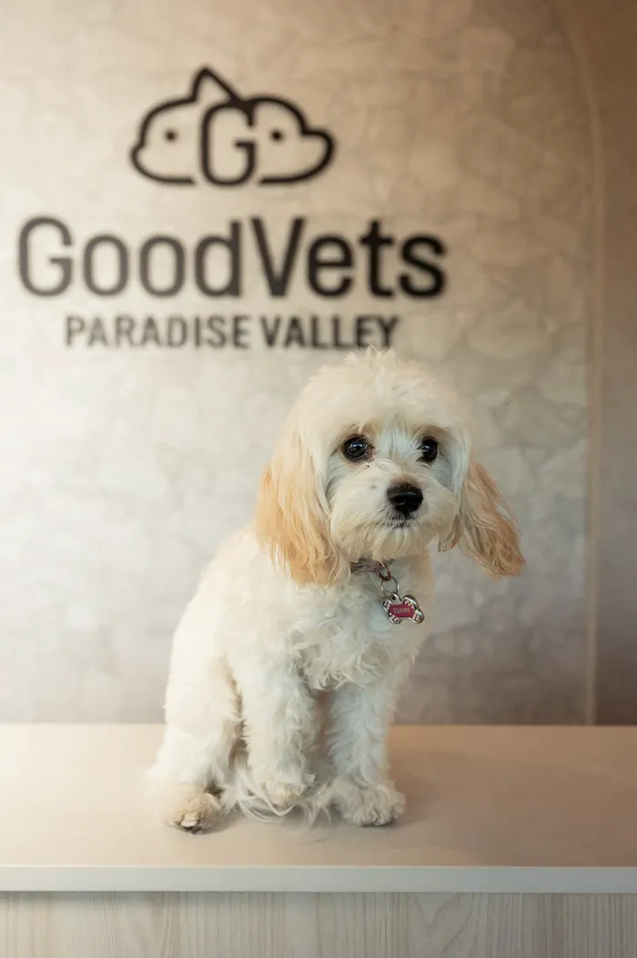 GoodVets Paradise Valley 7