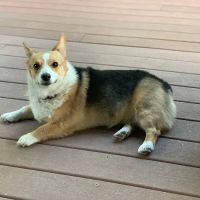 Kierland Animal Clinic ico