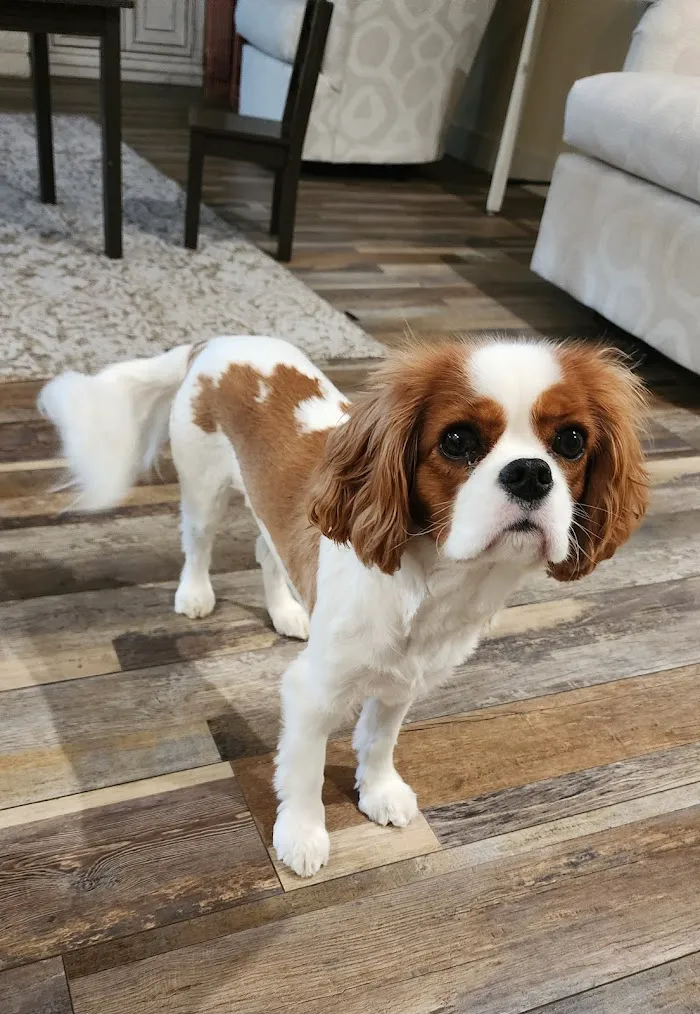 Kierland Animal Clinic 8