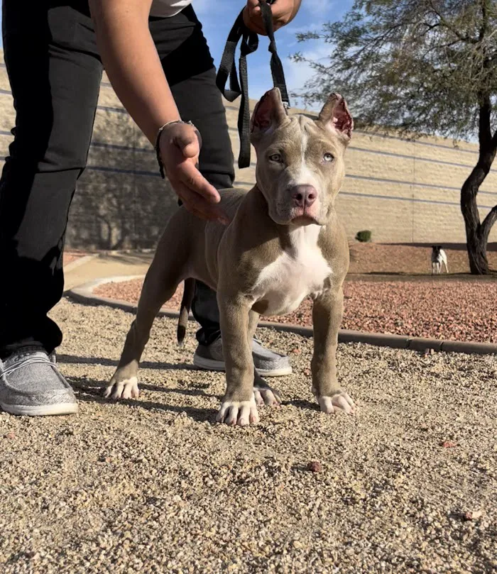 Quartz Mountain Animal Hospital 9