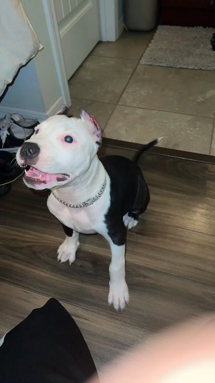 Quartz Mountain Animal Hospital 1