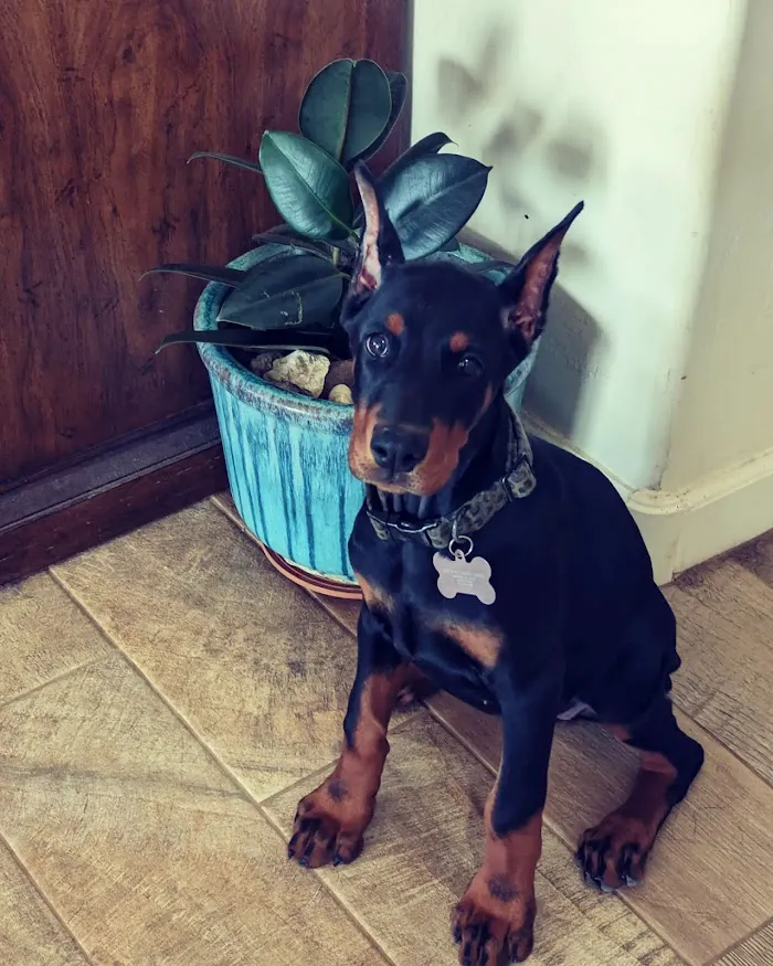 Quartz Mountain Animal Hospital 4