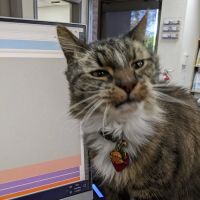 Mccormick Ranch Pet Care Center ico