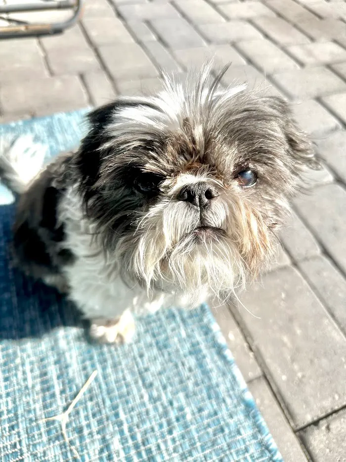 Salt River Veterinary Specialists 12