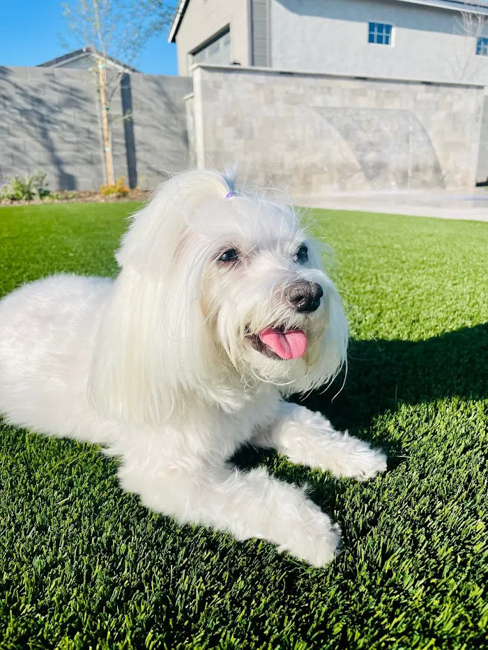 Salt River Veterinary Specialists 12