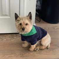 Salt River Veterinary Specialists ico