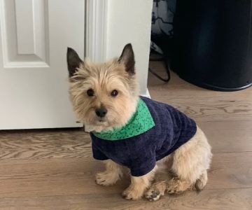 Salt River Veterinary Specialists