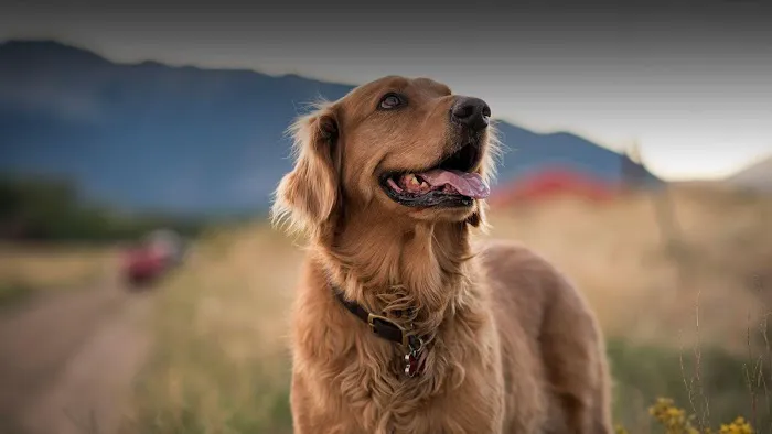 Cochise Animal Hospital 4