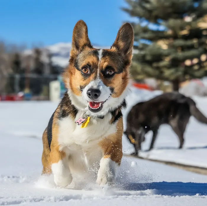 Cochise Animal Hospital 10