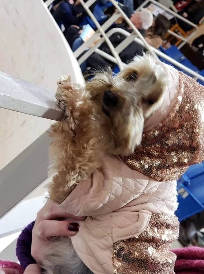 KC Animal Hospital & Pet Resort 4