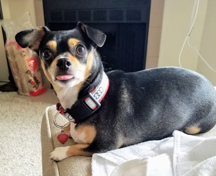KC Animal Hospital & Pet Resort 6