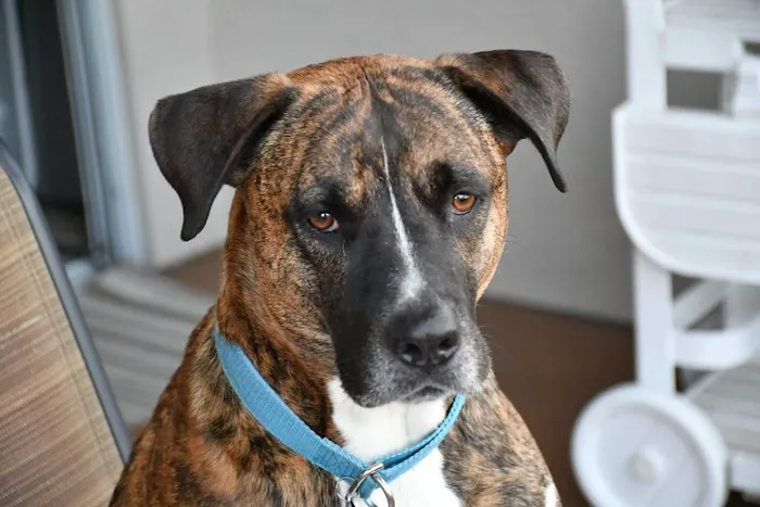 KC Animal Hospital & Pet Resort 2
