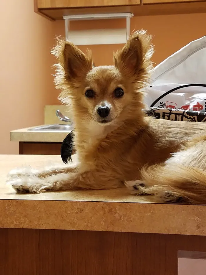 KC Animal Hospital & Pet Resort 9