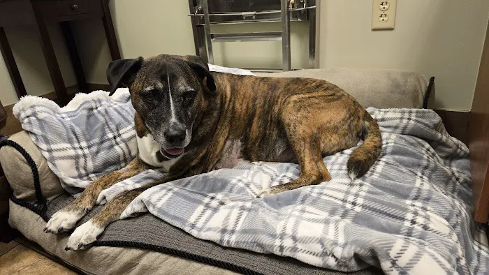 KC Animal Hospital & Pet Resort 1