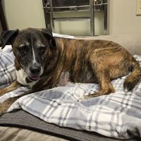 KC Animal Hospital & Pet Resort ico