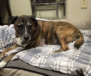 KC Animal Hospital & Pet Resort