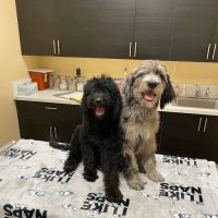 Four Peaks Animal Clinic ico