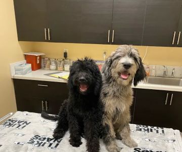 Four Peaks Animal Clinic