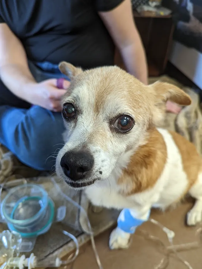 Four Peaks Animal Clinic 8