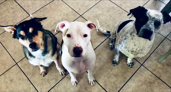 Four Peaks Animal Clinic 2