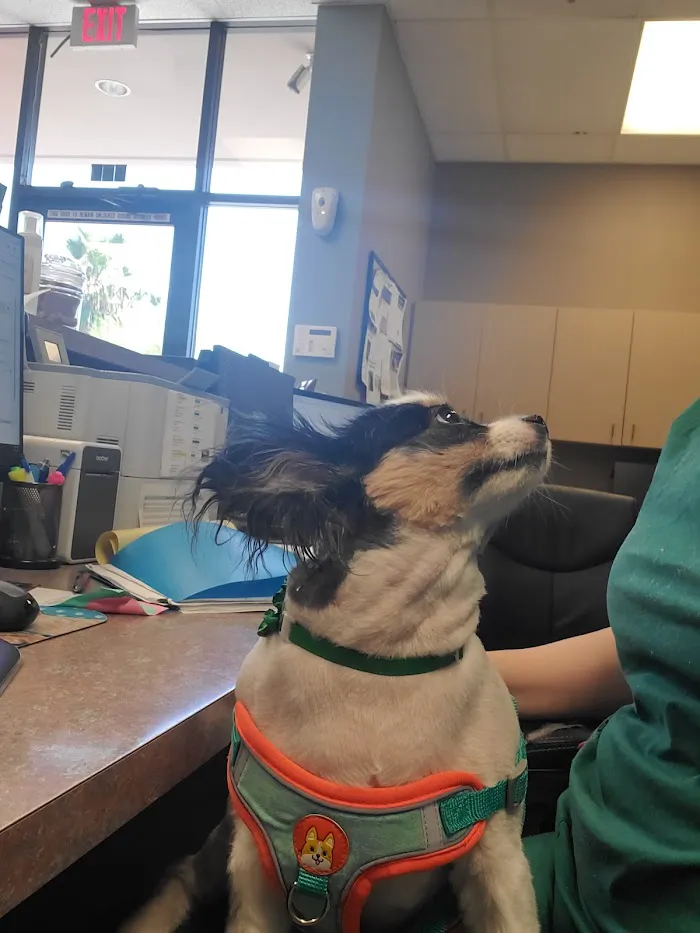 Stonecrest Animal Hospital 4