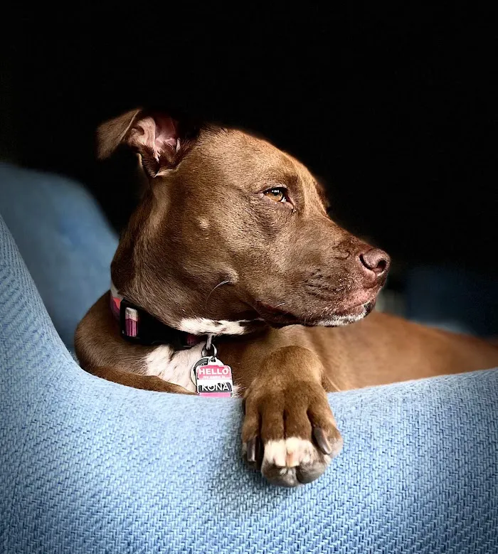 Stonecrest Animal Hospital 8