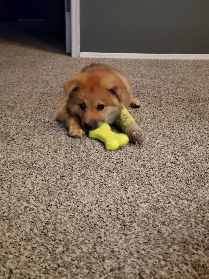 Phoenix Mountain Animal Hospital 12
