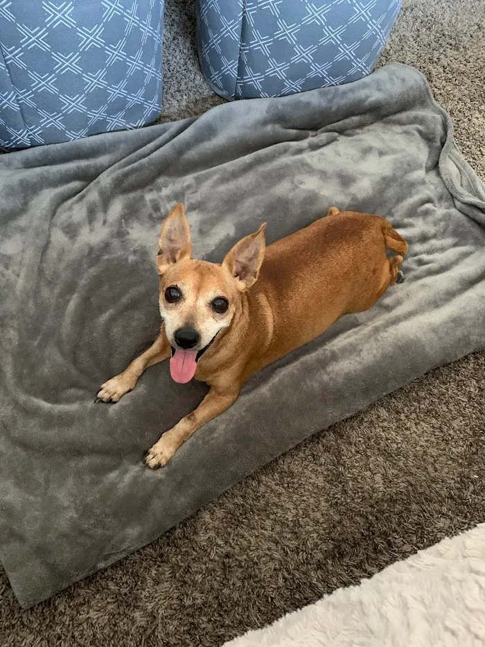 Phoenix Mountain Animal Hospital 12