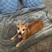 Phoenix Mountain Animal Hospital ico