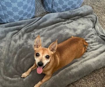 Phoenix Mountain Animal Hospital